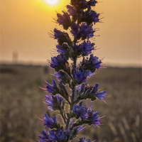 Buy canvas prints of Purple Flower at sunrise by Dean Messenger