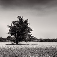 Buy canvas prints of Tree among the cornfields by Dean Messenger