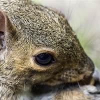 Buy canvas prints of squirrel up close by Dean Messenger