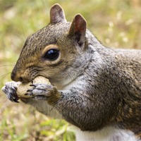 Buy canvas prints of Grey Squirrel with Peanut by Dean Messenger