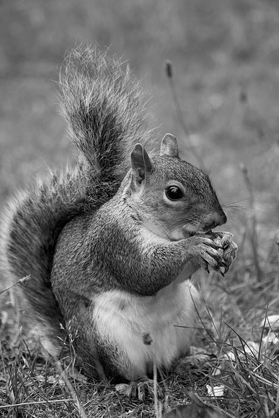 feeding squirrel mono Picture Board by Dean Messenger