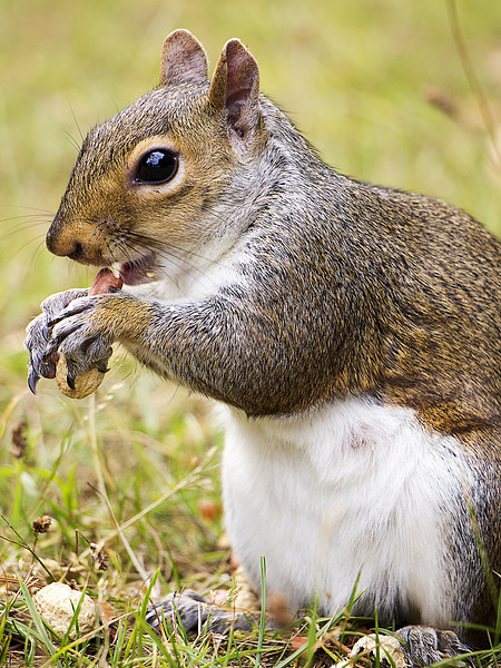 Grey Squirrel feeding Picture Board by Dean Messenger