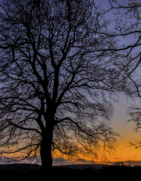 Tree Silhouette winter sunset Picture Board by Dean Messenger