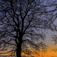Buy canvas prints of Tree Silhouette winter sunset by Dean Messenger