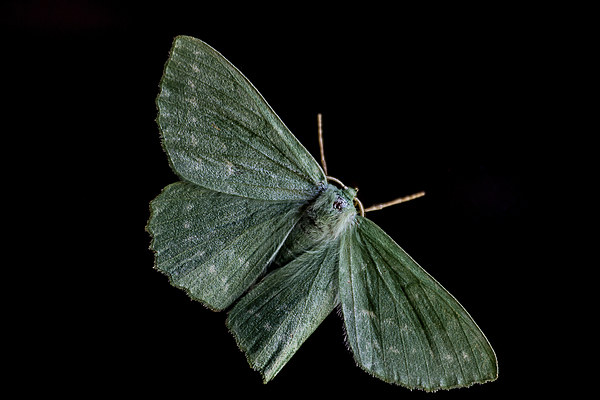  large Emerald Moth Picture Board by Dean Messenger