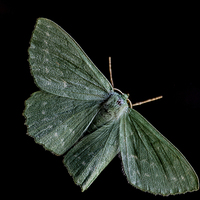 Buy canvas prints of  large Emerald Moth by Dean Messenger