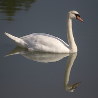 Buy canvas prints of  White Swan by Dean Messenger