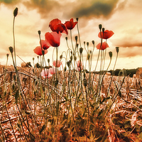 Buy canvas prints of  Last of the Poppies by Dean Messenger