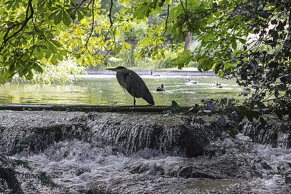  Grey Heron on waterfall Picture Board by Dean Messenger