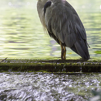 Buy canvas prints of  Wading grey Heron by Dean Messenger