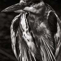 Buy canvas prints of  Grey Heron (Ardea cinerea) Mono  by Dean Messenger