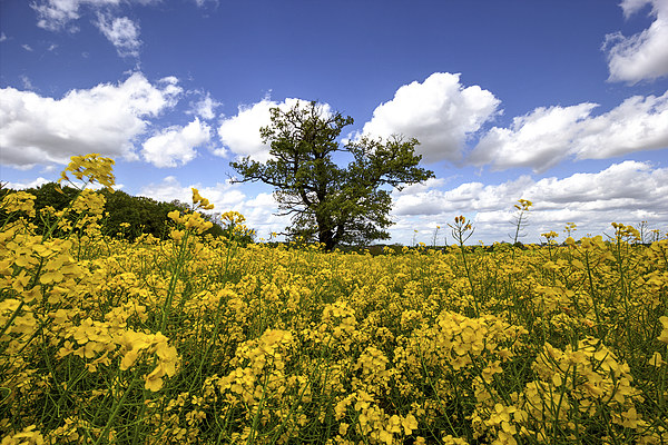  Rapeseed and tree Picture Board by Dean Messenger