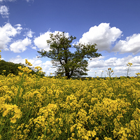 Buy canvas prints of  Rapeseed and tree by Dean Messenger