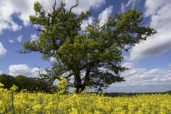 tree amongst the Yellow Picture Board by Dean Messenger