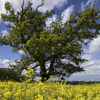 Buy canvas prints of tree amongst the Yellow by Dean Messenger