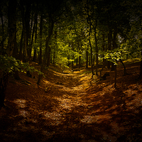 Buy canvas prints of  The woods are Dark by Dean Messenger