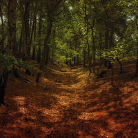 Buy canvas prints of  woodland walk by Dean Messenger