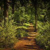 Buy canvas prints of  Woodland walk by Dean Messenger