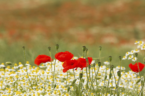  Poppies among the daisies Picture Board by Dean Messenger