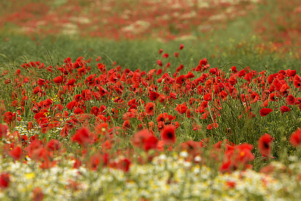  fields of red Picture Board by Dean Messenger
