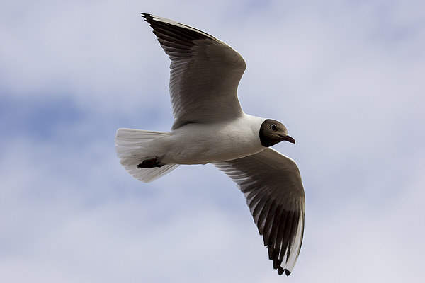  black headed gull Picture Board by Dean Messenger