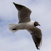 Buy canvas prints of  black headed gull by Dean Messenger