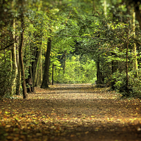 Buy canvas prints of  Autumn Woodland Walk by Dean Messenger