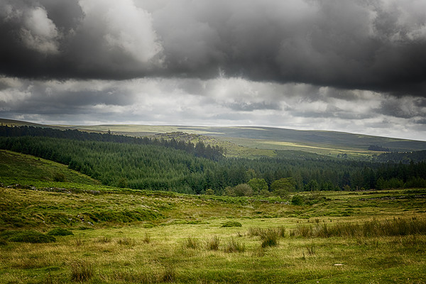 Dartmoor forest Picture Board by Dean Messenger
