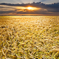 Buy canvas prints of barley at sunset vertical by meirion matthias