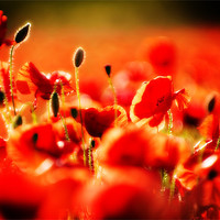 Buy canvas prints of dreaming of poppies by meirion matthias