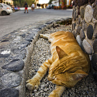 Buy canvas prints of alley cat siesta by meirion matthias
