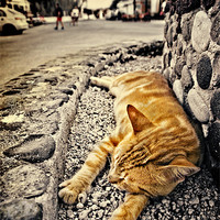 Buy canvas prints of alley cat siesta in grunge by meirion matthias