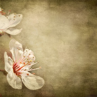 Buy canvas prints of cherry blossom by meirion matthias