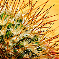 Buy canvas prints of spikey by meirion matthias