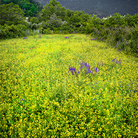 Buy canvas prints of yellow with a splash of purple by meirion matthias