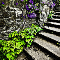 Buy canvas prints of the garden steps by meirion matthias