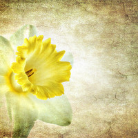 Buy canvas prints of the daffodil by meirion matthias