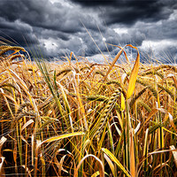 Buy canvas prints of storm over wheat by meirion matthias