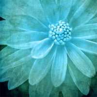 Buy canvas prints of textured dahlia in blue by meirion matthias