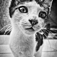 Buy canvas prints of feline curiosity by meirion matthias