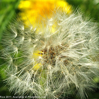 Buy canvas prints of Dandelion Seed Head by Mandy Rice