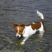 Buy canvas prints of Jack Russell dog in the sea by Mandy Rice