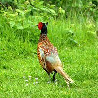 Buy canvas prints of Pheasant by Mandy Rice