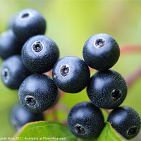 Buy canvas prints of Blue berries by Mandy Rice