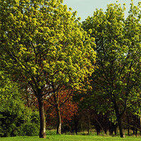 Buy canvas prints of Trees are green by Mandy Rice