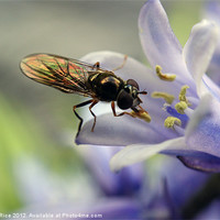 Buy canvas prints of Fly licking flower stamen by Mandy Rice