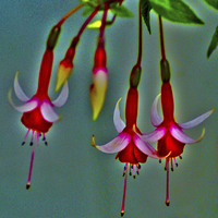 Buy canvas prints of  Glowing Fuschia by Mandy Rice