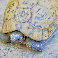 Buy canvas prints of  Tortoise by Mandy Rice