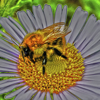 Buy canvas prints of  Bee on flower by Mandy Rice