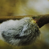 Buy canvas prints of  pussy willow with furry catkin by Mandy Rice
